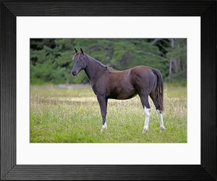 Framed Print : Picture No. 10872535 Framed Print : Picture No. 10872535