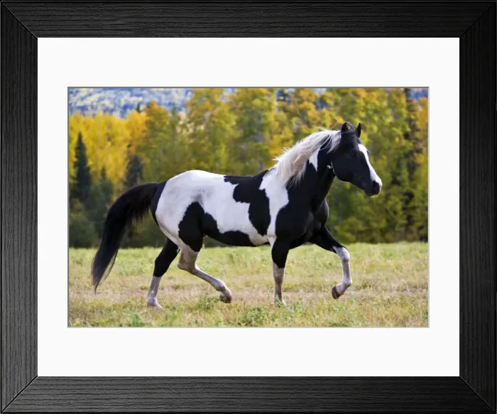 Framed Print : Picture No. 10872531 Framed Print : Picture No. 10872531