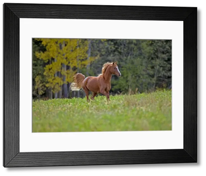 Framed Print : Picture No. 10872537 Framed Print : Picture No. 10872537
