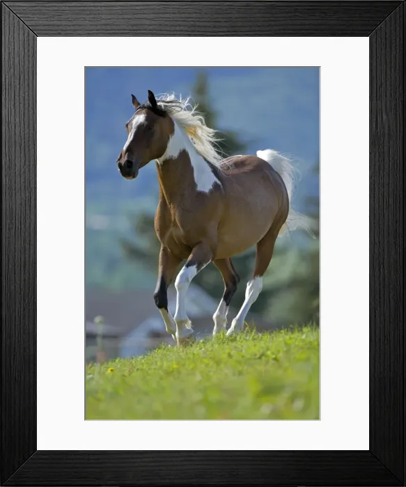 Framed Print : Picture No. 10872539 Framed Print : Picture No. 10872539