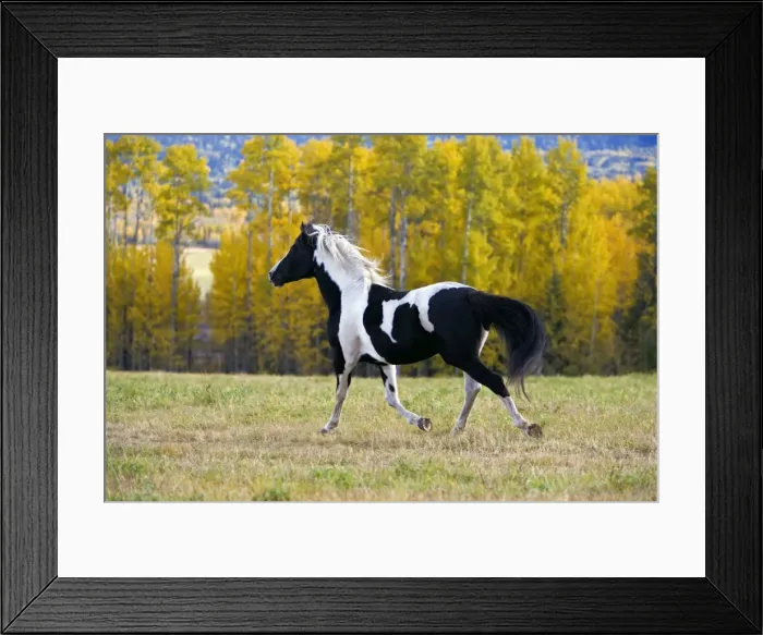 Framed Print : Picture No. 10872532 Framed Print : Picture No. 10872532