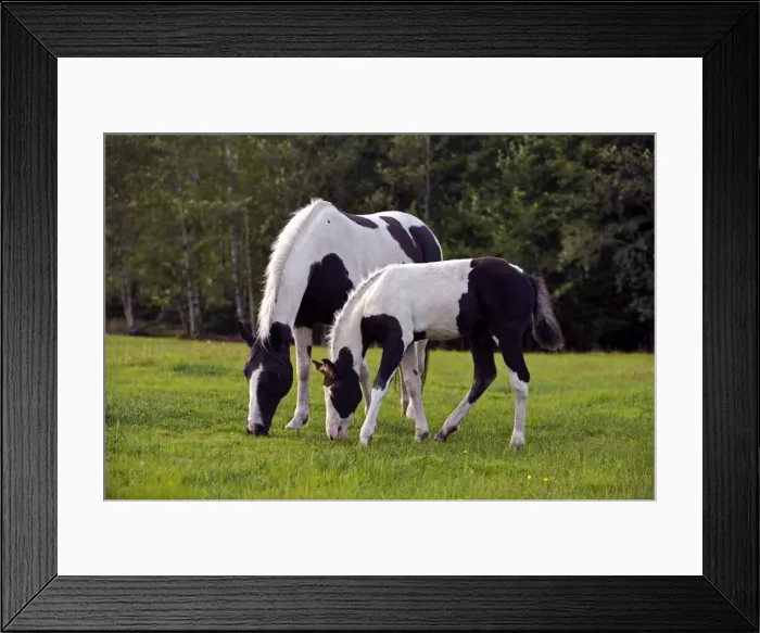 Framed Print : Picture No. 10872538 Framed Print : Picture No. 10872538