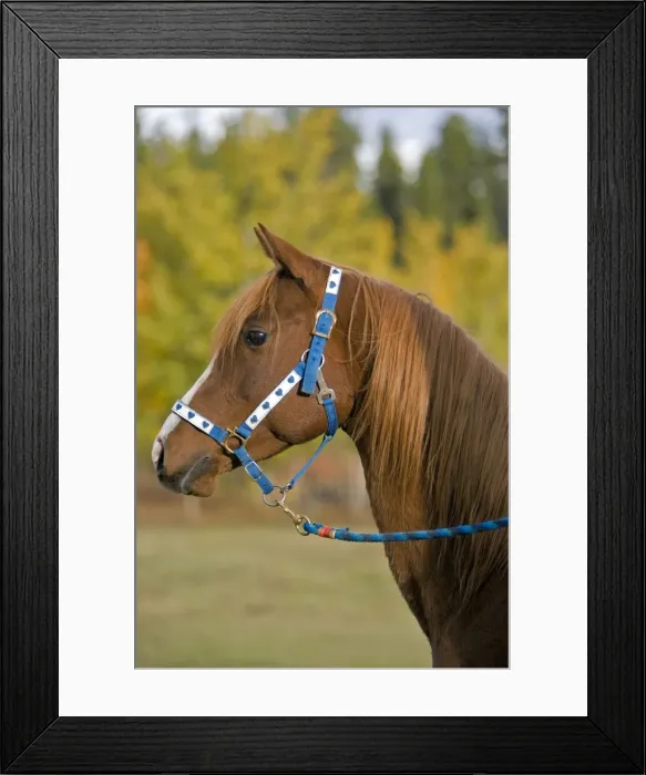 Framed Print : Picture No. 10872536 Framed Print : Picture No. 10872536