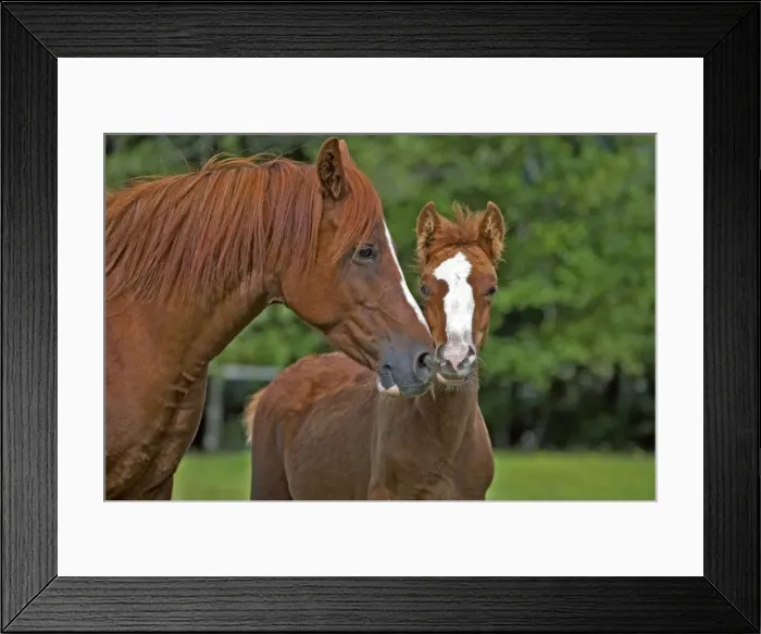 Framed Print : Picture No. 10872544 Framed Print : Picture No. 10872544