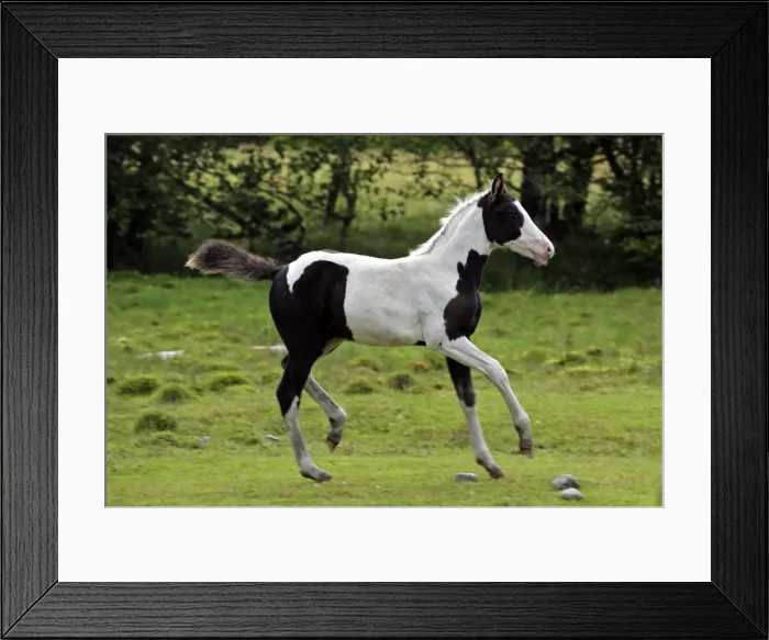 Framed Print : Picture No. 10872543