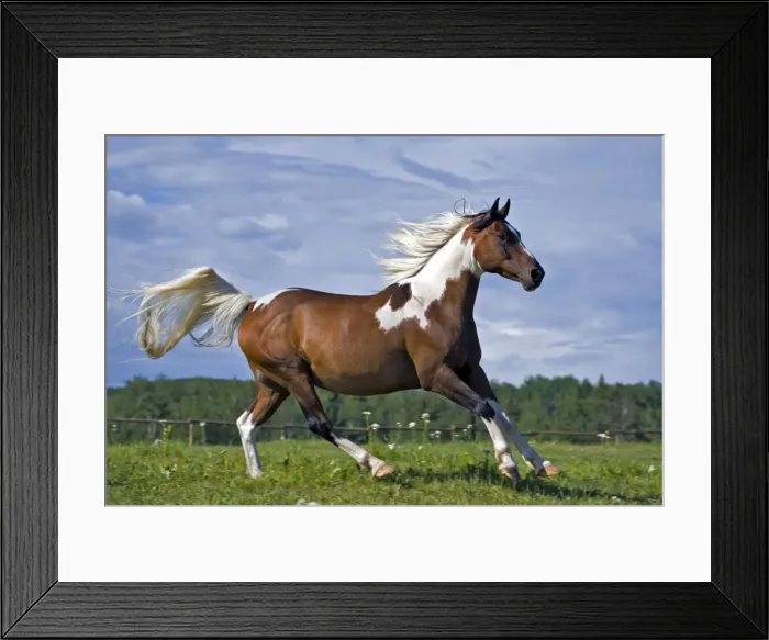 Framed Print : Picture No. 10872541 Framed Print : Picture No. 10872541
