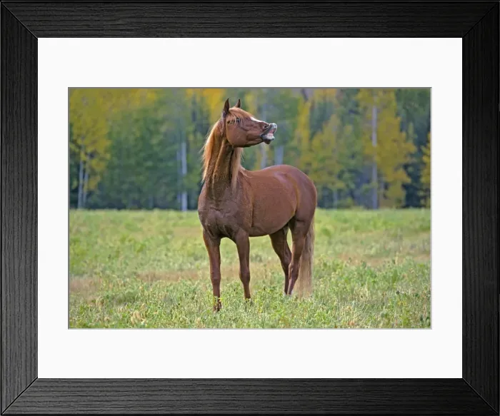 Framed Print : Picture No. 10872542 Framed Print : Picture No. 10872542