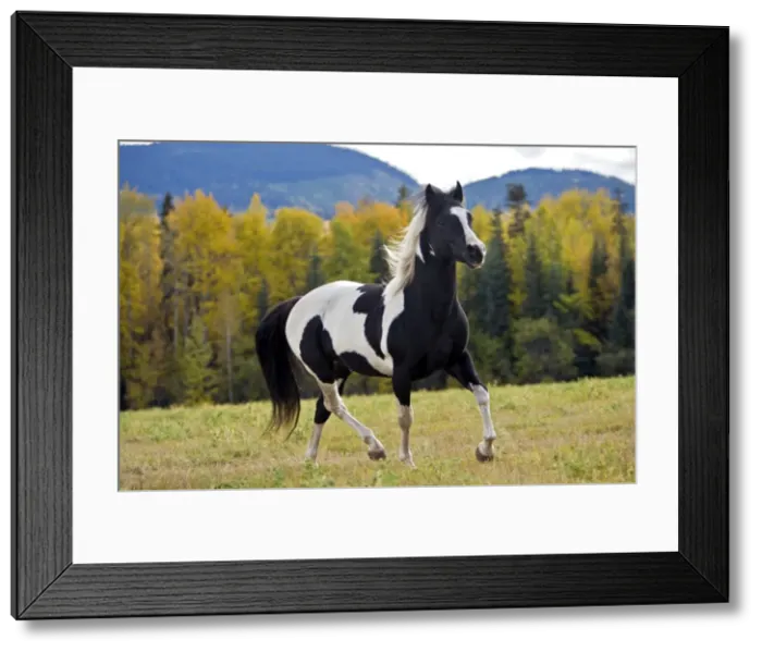 Framed Print : Picture No. 10872540 Framed Print : Picture No. 10872540