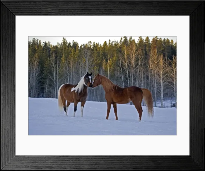 Framed Print : Picture No. 10872551 Framed Print : Picture No. 10872551