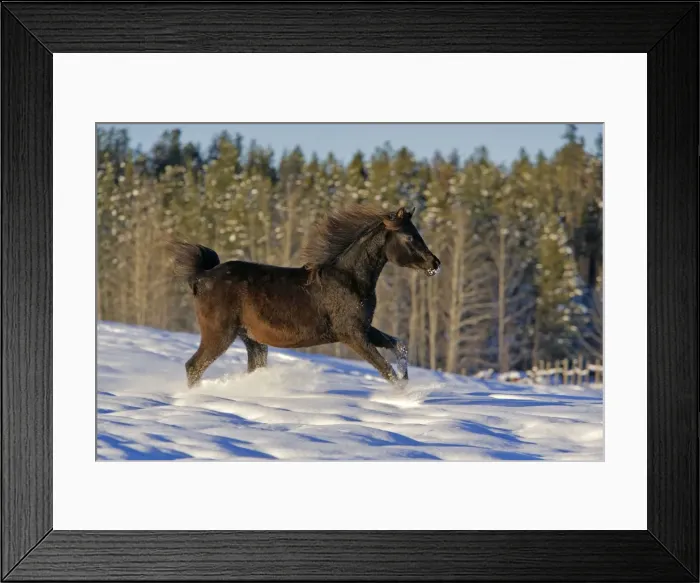 Framed Print : Picture No. 10872553 Framed Print : Picture No. 10872553