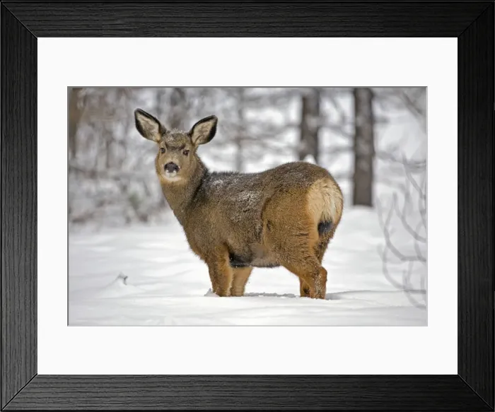 Framed Print : Picture No. 10872549 Framed Print : Picture No. 10872549