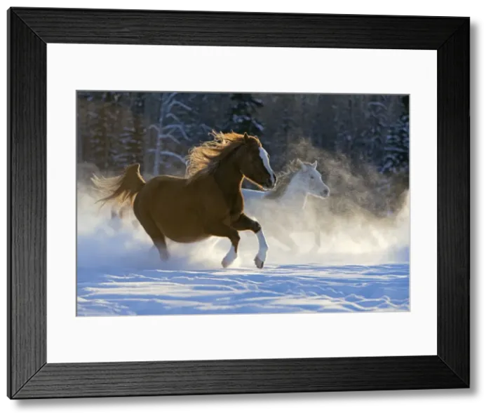 Framed Print : Picture No. 10872550 Framed Print : Picture No. 10872550