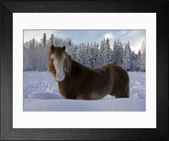 Framed Print : Picture No. 10872555 Framed Print : Picture No. 10872555