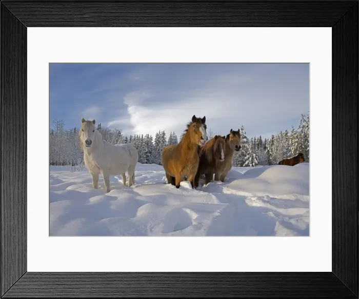 Framed Print : Picture No. 10872556 Framed Print : Picture No. 10872556