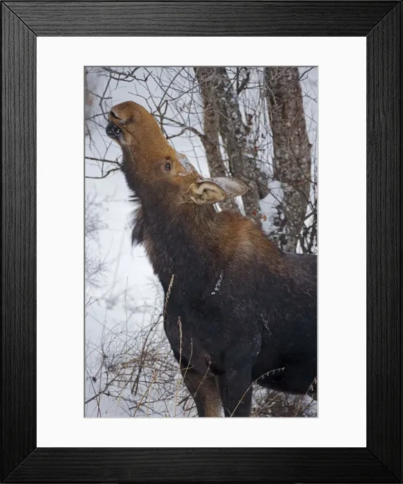 Framed Print : Picture No. 10872557 Framed Print : Picture No. 10872557