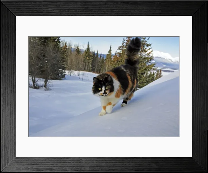 Framed Print : Picture No. 10872562 Framed Print : Picture No. 10872562