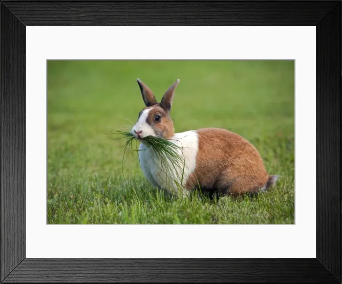 Framed Print : Picture No. 10872561