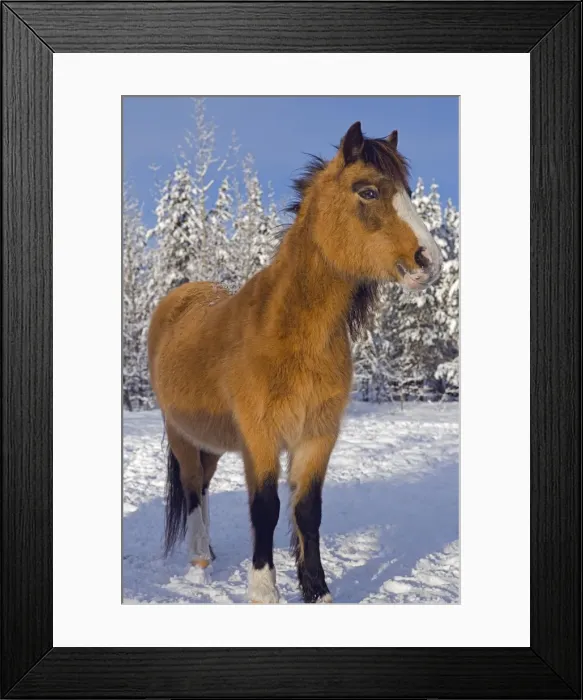 Framed Print : Picture No. 10872558