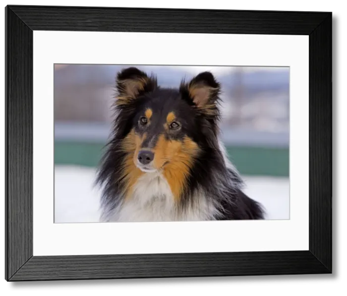 Framed Print : Picture No. 10872560 Framed Print : Picture No. 10872560