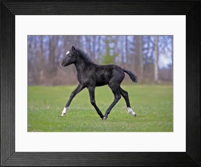 Framed Print : Picture No. 10872563 Framed Print : Picture No. 10872563