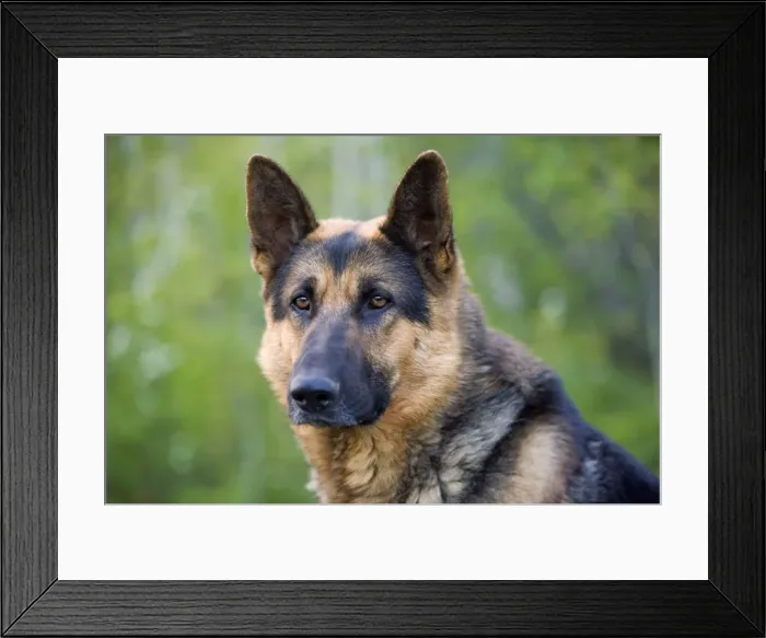 Framed Print : Picture No. 10872564 Framed Print : Picture No. 10872564