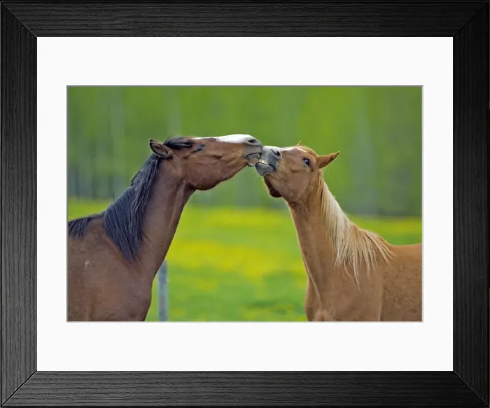Framed Print : Picture No. 10872569 Framed Print : Picture No. 10872569