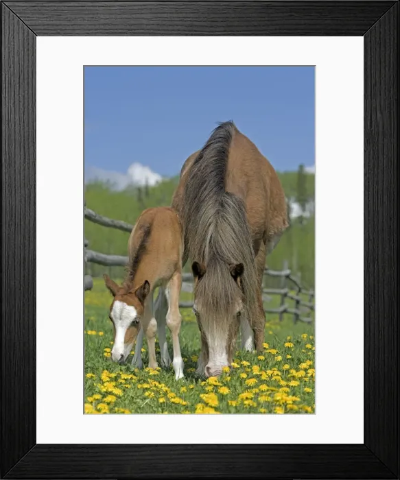 Framed Print : Picture No. 10872570 Framed Print : Picture No. 10872570