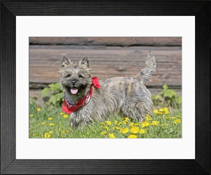 Framed Print : Picture No. 10872573 Framed Print : Picture No. 10872573