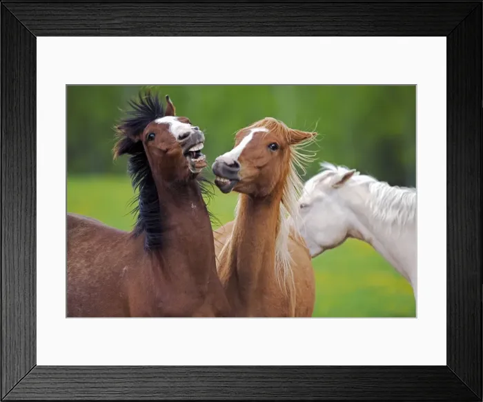 Framed Print : Picture No. 10872568 Framed Print : Picture No. 10872568