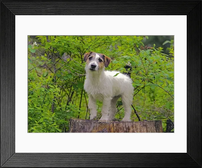 Framed Print : Picture No. 10872574 Framed Print : Picture No. 10872574