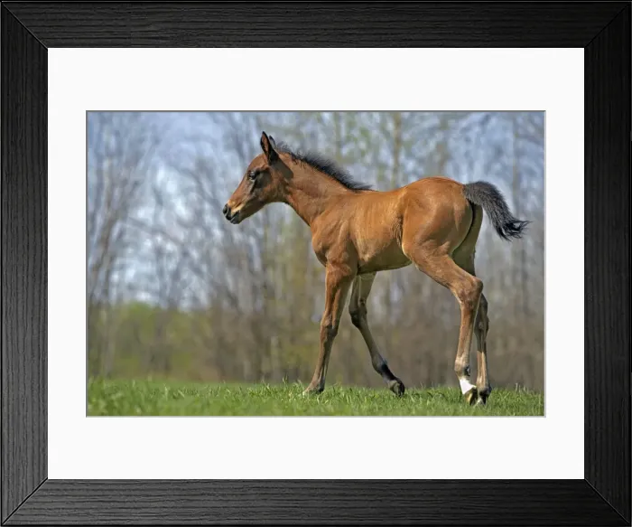 Framed Print : Picture No. 10872577 Framed Print : Picture No. 10872577