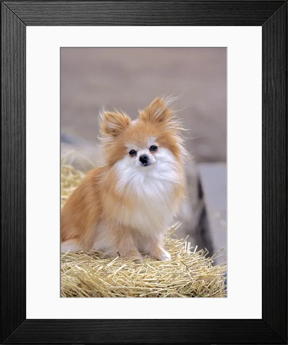 Framed Print : Picture No. 10872575 Framed Print : Picture No. 10872575