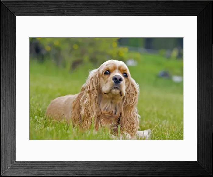 Framed Print : Picture No. 10872578 Framed Print : Picture No. 10872578