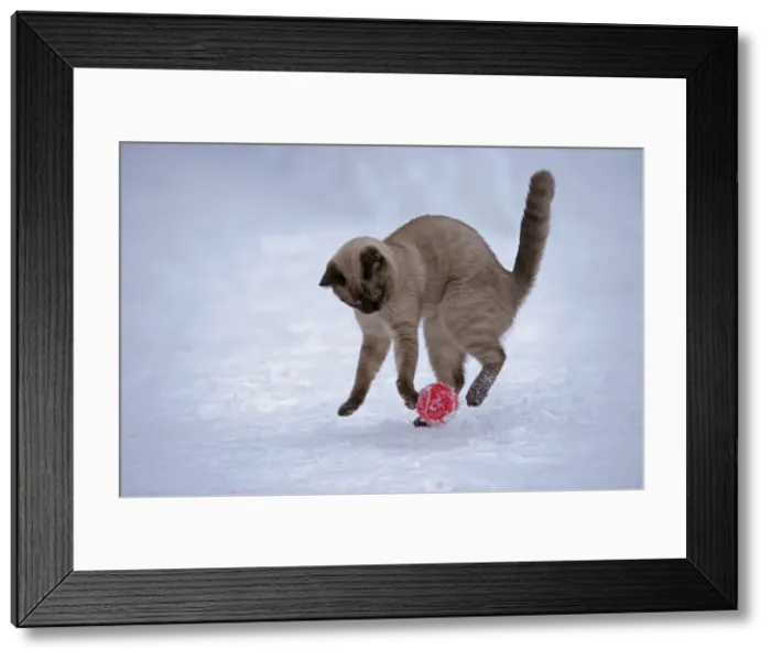 Framed Print : Picture No. 10872629 Framed Print : Picture No. 10872629