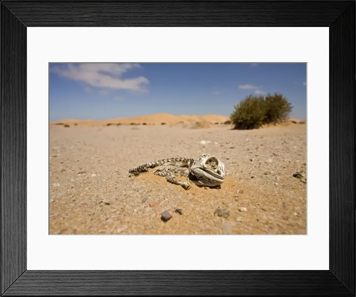 Framed Print : Picture No. 10872676 Framed Print : Picture No. 10872676