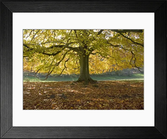 Framed Print : Picture No. 10872810 Framed Print : Picture No. 10872810