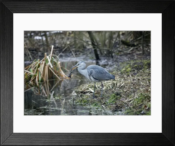Framed Print : Picture No. 10873011