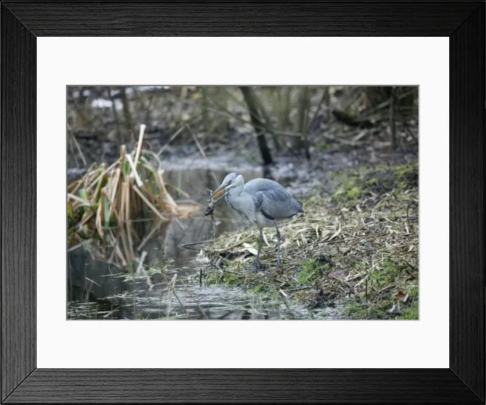Framed Print : Picture No. 10873010 Framed Print : Picture No. 10873010