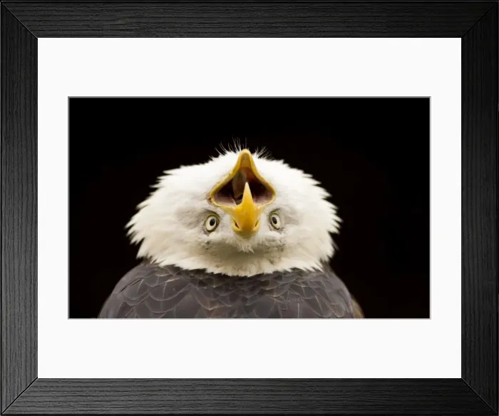Framed Print : Picture No. 10873146 Framed Print : Picture No. 10873146