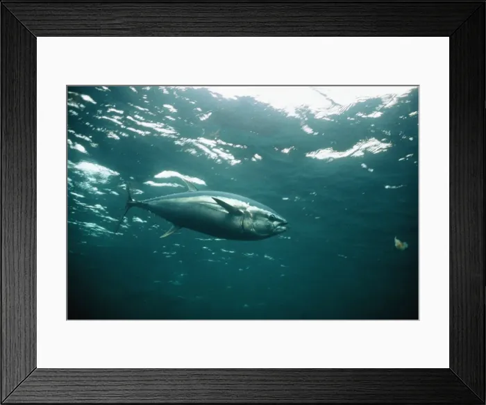 Framed Print : Picture No. 10872972 Framed Print : Picture No. 10872972