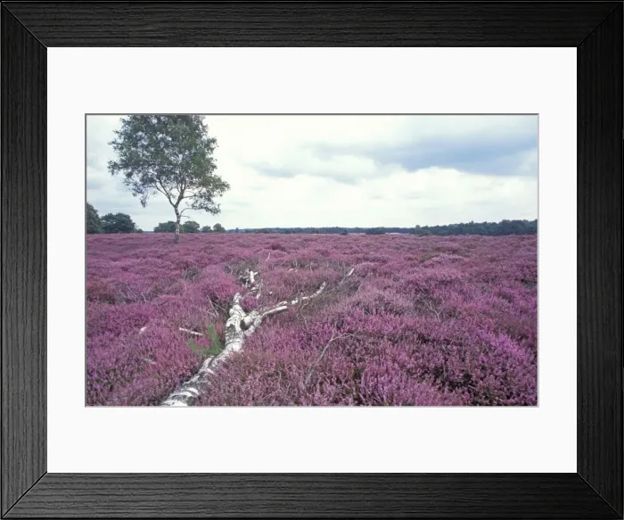 Framed Print : Picture No. 10873042