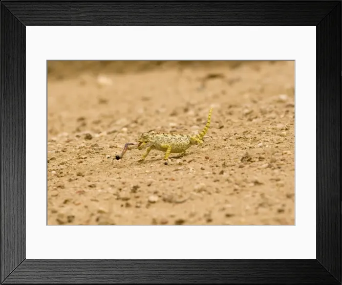 Framed Print : Picture No. 10874434 Framed Print : Picture No. 10874434