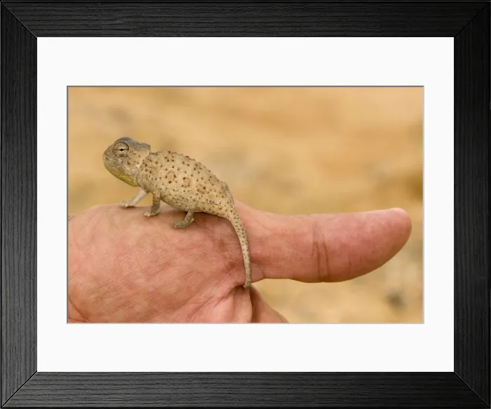 Framed Print : Picture No. 10874431 Framed Print : Picture No. 10874431