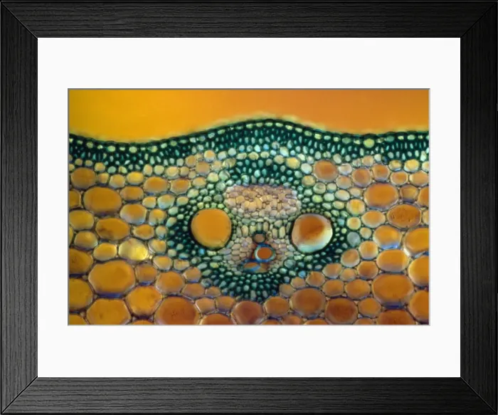 Framed Print : Picture No. 10874466 Framed Print : Picture No. 10874466