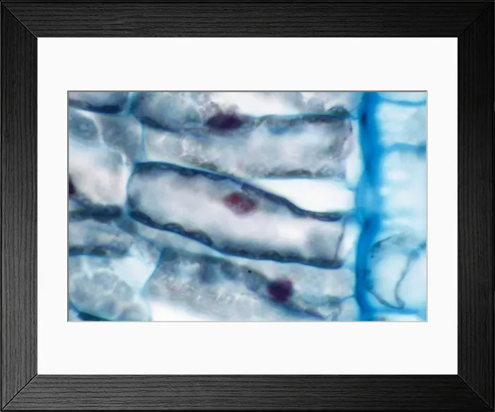 Framed Print : Picture No. 10874514 Framed Print : Picture No. 10874514
