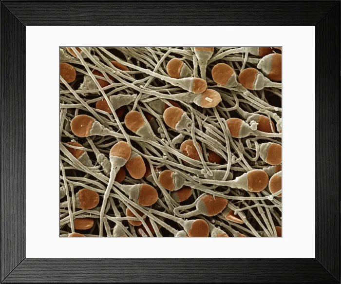 Framed Print : Picture No. 10874544 Framed Print : Picture No. 10874544