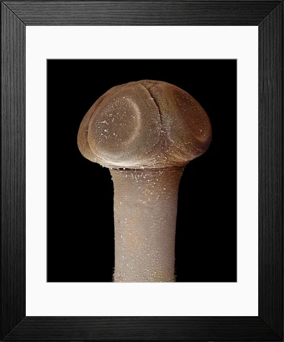 Framed Print : Picture No. 10874543