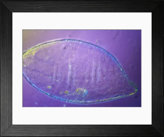 Framed Print : Picture No. 10874441 Framed Print : Picture No. 10874441