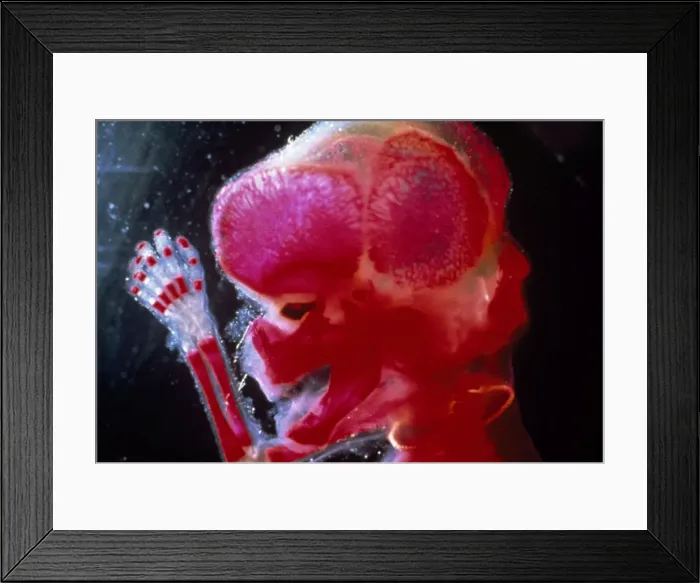 Framed Print : Picture No. 10874585 Framed Print : Picture No. 10874585