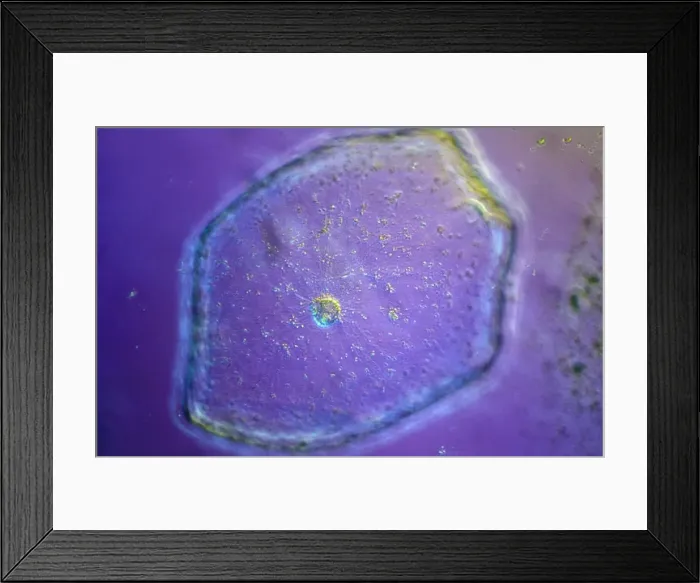Framed Print : Picture No. 10874442 Framed Print : Picture No. 10874442